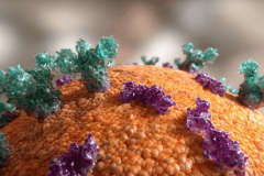 Medical Heart Animation: High-Fidelity Cardiac